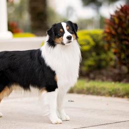 Australian Shepherds from Prairie Paws Australian Shepherd