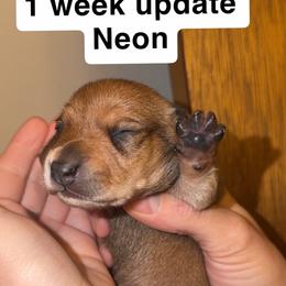 Neon - Red male Dachshund puppy in Albuquerque, New Mexico from Designer Dachshund Club