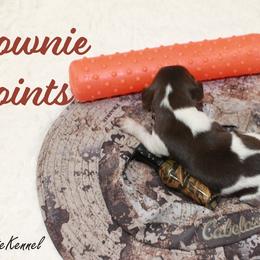 Brownie Points - Brown and white female Kleine Munsterlander puppy in New Lenox, Illinois from Prairie State Kennel
