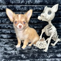 Finn - Chocolate sabled fawn male Chihuahua puppy in Palmyra, Indiana from Country Star Chihuahuas