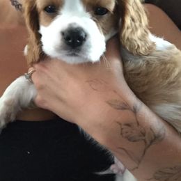 Cavalier King Charles Spaniel Puppies from Blueberry Hill Cavaliers