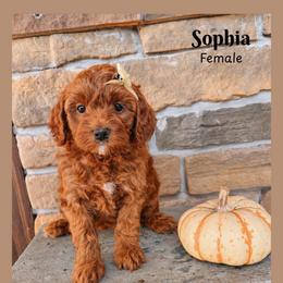 Sophia - Red  female Goldendoodle puppy in Hilton, New York from The House of Goldendoodle