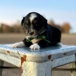 Green collar - Black tri male Miniature Australian Shepherd puppy in 32046, Florida from River Hill Ranch