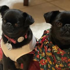 Brussels Griffons from Willow & Sage Brussel Griffons