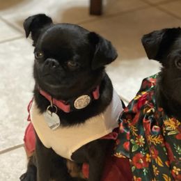 Brussels Griffons from Willow & Sage Brussel Griffons