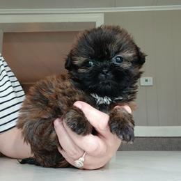 Imperial Moglee - Brindle male Shih Tzu puppy in Brodnax, Virginia from K.B's