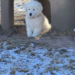 Rocket (turquoise and yellow) - Maremma Sheepdog puppy from White Star Acres