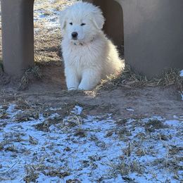 Rocket (turquoise and yellow) - Maremma Sheepdog puppy from White Star Acres