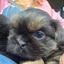 Ben - Blue male Shih Tzu puppy in Carrollton, Ohio from Becker Hollow