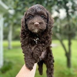 Cabernet - Chocolate female Australian Labradoodle puppy in Wesley Chapel, Florida from GWagz