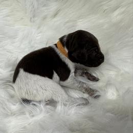 Orange - Liver roan male German Shorthaired Pointer puppy in Highland, Illinois from Big Daves Bird Dogs LLC,  BDBD