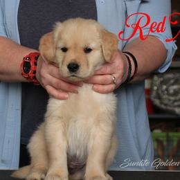 Red collar boy - Golden male Golden Retriever puppy in Otis Orchards, Washington from Sunlite Golden Retrievers