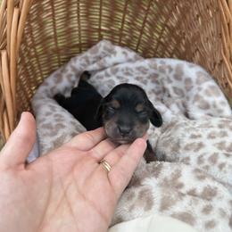 Trinity - Black and tan female Dachshund puppy in Pontotoc, Mississippi from Toddy Kennels