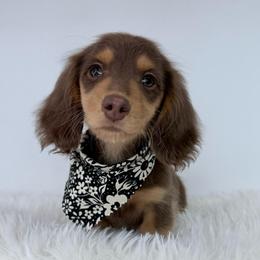 Satori for guardian program - Chocolate and tan female Dachshund puppy in Sonora, California from HEFFERNAN HOUNDS