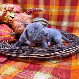 Lucy - Blue female Great Dane puppy in Corsica, Pennsylvania from Ferguson Family Danes LLC