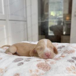 Pumpkin Pie - Piebald male Dachshund puppy in Greenville, North Carolina from The Gorman Farms