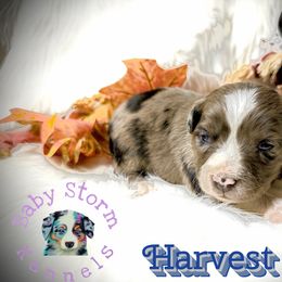 Harvest moon - Blue merle male Miniature Australian Shepherd puppy in Lubbock, Texas from Baby Storm Kennels