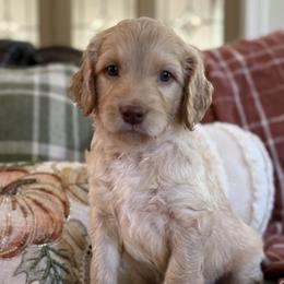 Wilson Family's Bunker - Cream male Goldendoodle puppy in Norman, Oklahoma from Wilson Family Companions