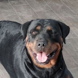Rottweilers from Willies Rotts