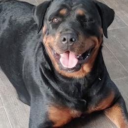 Rottweilers from Willies Rotts