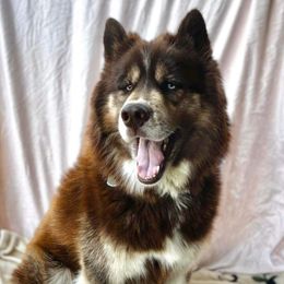 Meeko - Siberian Husky