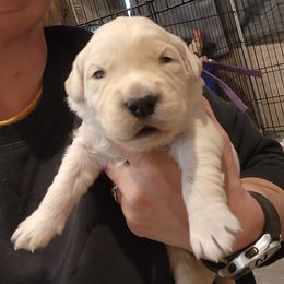 Purple - Golden female Golden Retriever puppy in Lucasville, Ohio from Halo Kennels