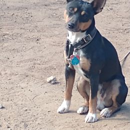Sky - Rat Terrier