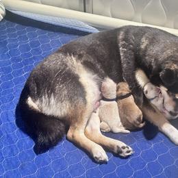 Kumo - Cream male Shiba Inu puppy in Inverness, Florida from Shore Thing Shiba’s