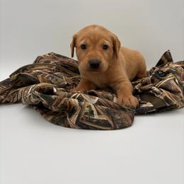 Green - Yellow male Labrador Retriever puppy in Heath Springs, South Carolina from Rich Hill Retrievers