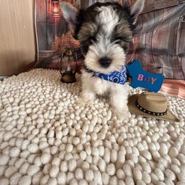 Boy 1(1800) - Black tan and white male Biewer Terrier puppy in Douglas, Georgia from Southern Georgia Yorkies and biewers