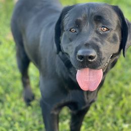 Player - Labrador Retriever