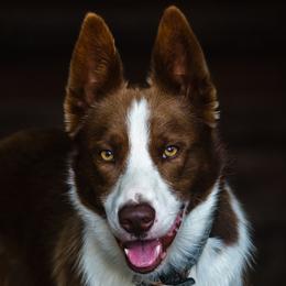 Whiskey - Border Collie