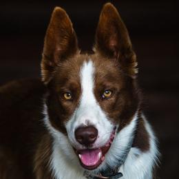 Whiskey - Border Collie