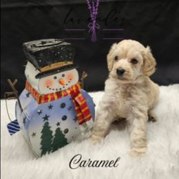 Caramel - Cream female Poodle puppy in Mancelona, Michigan from Lavender poodles & doodles