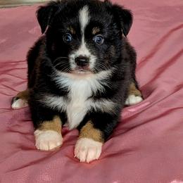 Allie - Black tri female Miniature Australian Shepherd puppy in Lufkin, Texas from Texas Lil Cowdogs