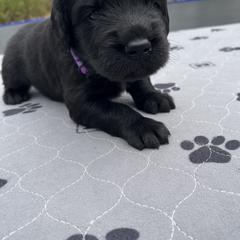 Assorted Doodle Crosses Puppies from Golden Mountain Doodles