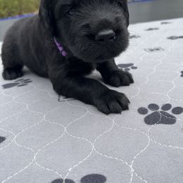 Assorted Doodle Crosses Puppies from Golden Mountain Doodles