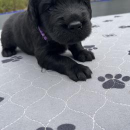 Assorted Doodle Crosses Puppies from Golden Mountain Doodles