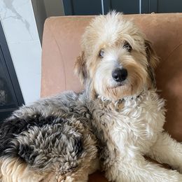 Coco - Aussiedoodle
