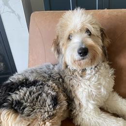 Coco - Aussiedoodle
