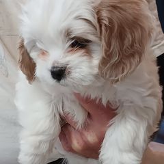 Cavachons and Cavalier King Charles Spaniels from The House of Wiggle Waggle
