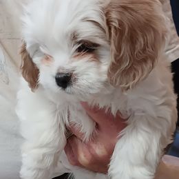 Cavachons and Cavalier King Charles Spaniels from The House of Wiggle Waggle