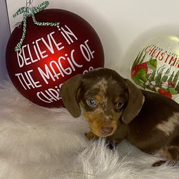 Rudy - Dapple Dachshund puppy in Fort Worth, Texas from Louis' Litters