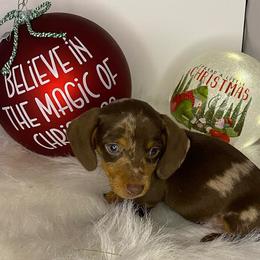 Rudy - Dapple Dachshund puppy in Fort Worth, Texas from Louis' Litters