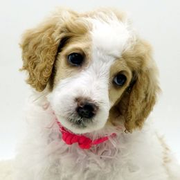 Poodle Puppies from Furball Forest Poodles