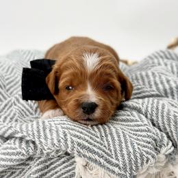 Oleander - Red  male Goldendoodle puppy in Queen Creek, Arizona from Goldendoodle AZ
