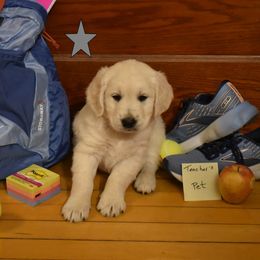 Boy 2 - Golden Retriever puppy from Lightning Oak Acres