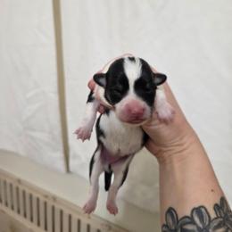 White collar - Black and tan female Pembroke Welsh Corgi puppy in Fallon, Nevada from Fuzzy Butt Corgies