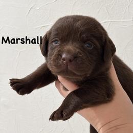 Marshall - Chocolate male Labrador Retriever puppy in Tomahawk, Wisconsin from Mahner Labs