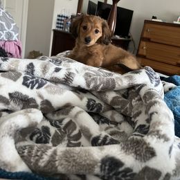 Dachshund Puppies from R&X mini dachshunds